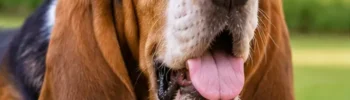 Basset Hound com salivação natural e discreta ou babando