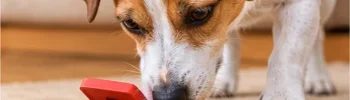 Cachorro brincando com brinquedo interativo tipo quebra-cabeça