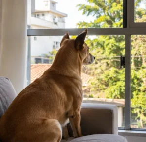 cachorro caramelo olhando pela janela da sala