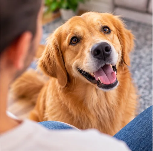 Cachorro feliz olhando para o tutor durante um momento de interação