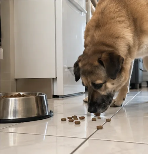Cachorro sem raça definida de pelagem caramelo comendo ração no chão da cozinha próximo ao pote