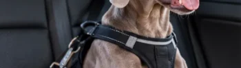 Cachorro Weimaraner usando peitoral de contenção no banco traseiro de um carro.