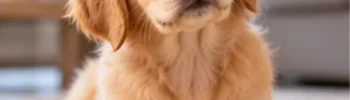 Filhote de Golden Retriever sentado em tapete macio, olhando com curiosidade para a câmera