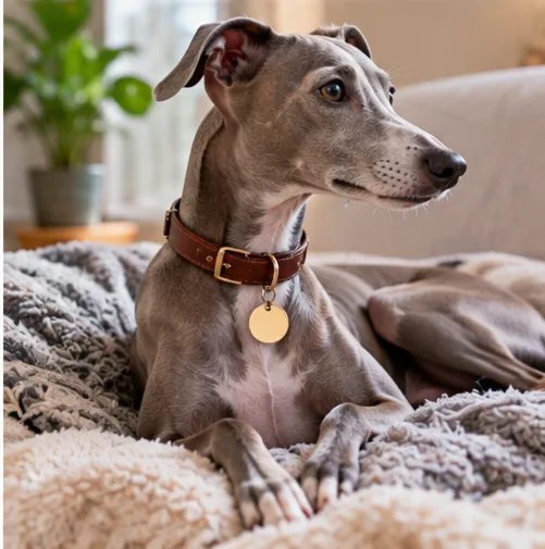 Galgo Italiano cinza descansando sobre manta macia com coleira marrom e plaquinha de identificação.
