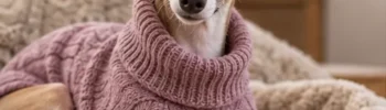 Galgo italiano de pelagem curta usando suéter rosa enquanto descansa em uma manta macia.