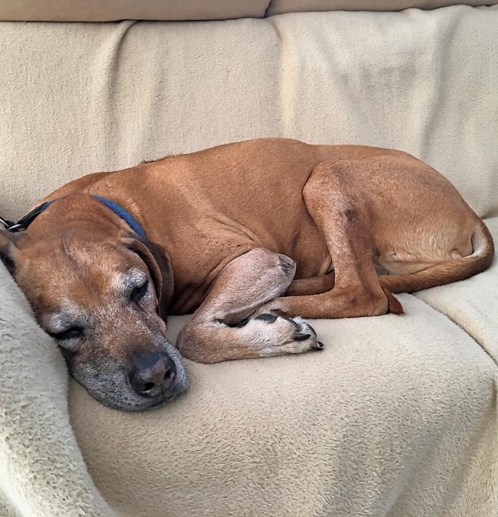 Cachorro idoso descansando