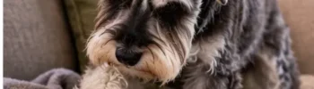 Schnauzer ajeitando a manta.